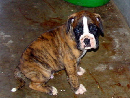 Boxer 5Wochen alt unser Spike