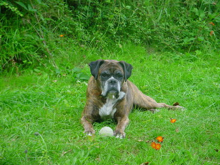 Boxer Annabell im Garten