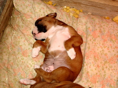 Boxer Baby Boxer...