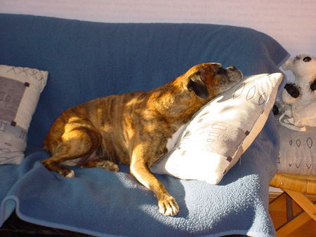 Boxer Voll die Sonne