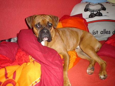 Boxer Gizmo, 11 Monate