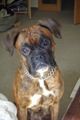 Boxer meine Joey