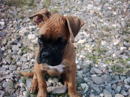 Boxer Sam *10.05.2004 mit 10 Wochen