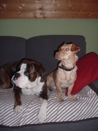 Boxer Diabo und Spike