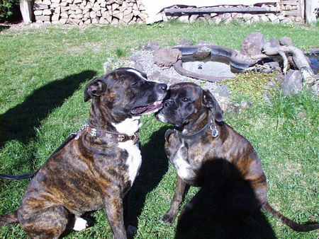 Boxer Boxerhündin Luna mit Freund Pinto