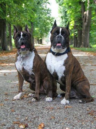 Boxer Felisa und Fargo von Reichersberg