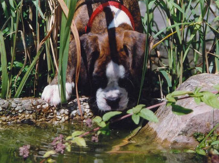 Boxer Wo ist denn der Fisch oder Frosch ?