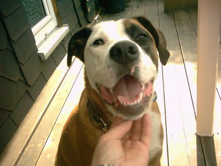 Boxer Smile Buffy