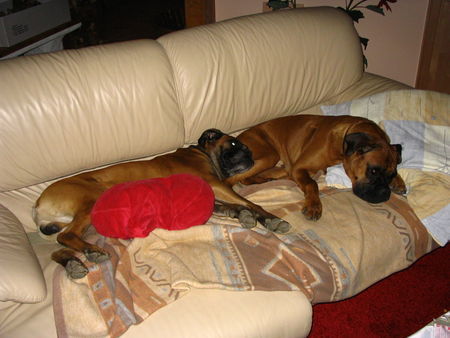 Boxer Links der Vater und rechts der Sohn,tolle 