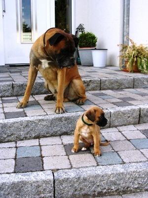 Boxer So klein und doch bald so groß !