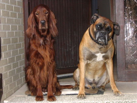 Boxer Alles klar mein Freund ? ! Aron und sein bester Kumpel