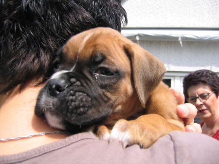 Boxer Lennox in den Babyschuhen