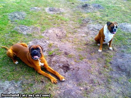 Boxer Lennox & Kriline