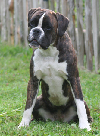 Boxer Cossi-Maus