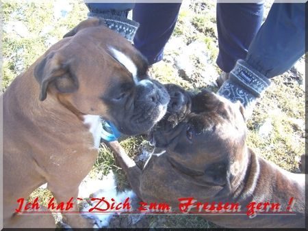 Boxer Ich hab Dich zum Fressen gern !