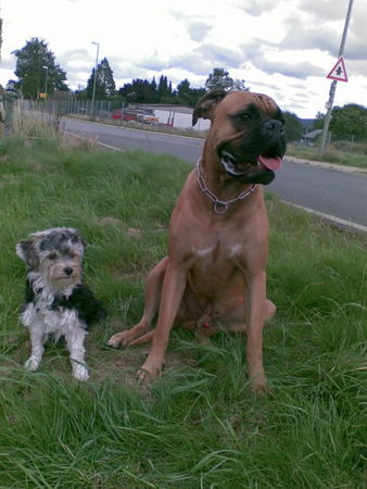 Boxer Jimmy mit seiner Freundin Susi