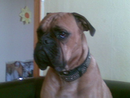 Boxer Mein Bester Freund