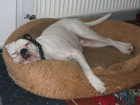 Boxer Relax