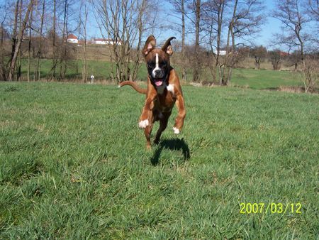 Boxer Cipo sollte mal ein Hase werden