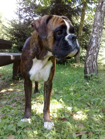 Boxer Beaty