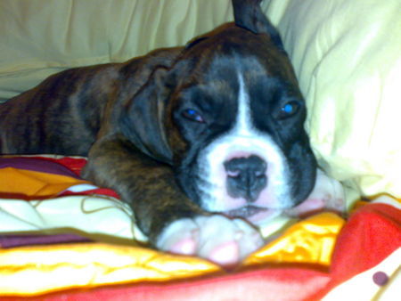 Boxer Meiine 11 weeks alte Leyla ;D