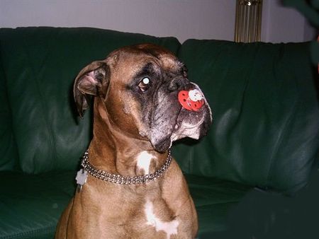 Boxer Rocky