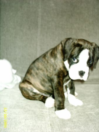 Boxer Tyson 7 Wochen alt