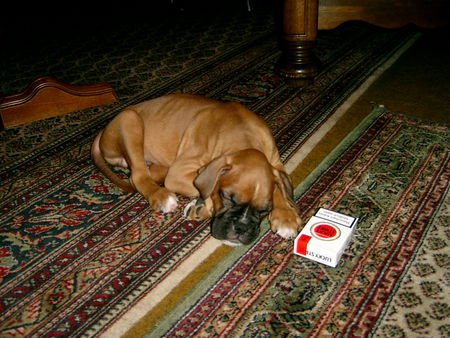 Boxer So winzig war er am ersten Tag