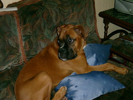 Boxer Schmuse-Hund Lennox