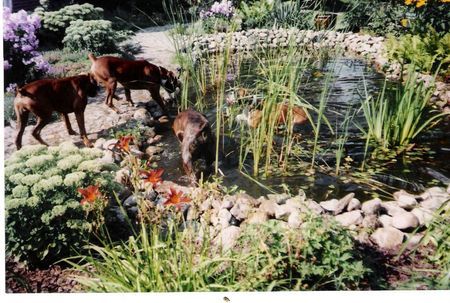 Boxer Juch-Hu wir dürfen baden