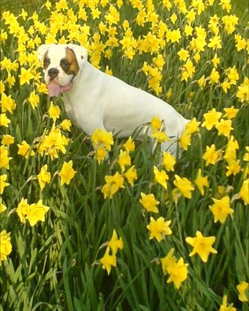 Boxer der kleine weisse