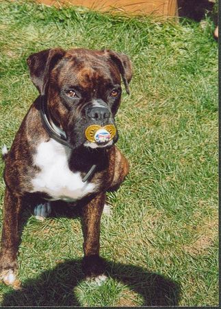 Boxer Meine Meinung: Johanna braucht den nicht!!!