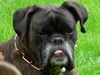 Boxer Jacko-6 Jahre