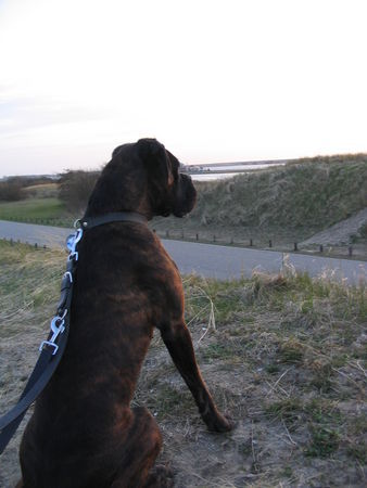 Boxer Luna im Urlaub