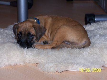 Boxer Babsy10 Wochen