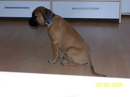 Boxer Babsy10 Wochen