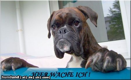 Boxer Hier wache ich !