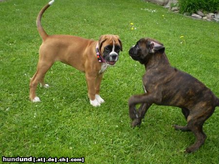 Boxer Unsere Welpen   =)