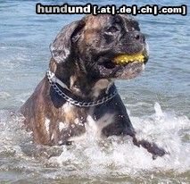 Boxer schwimmender Boxer