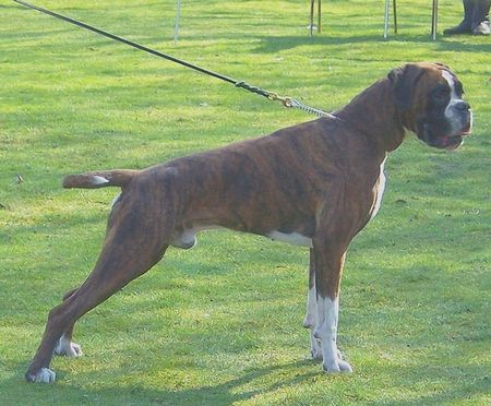 Boxer Big Boy