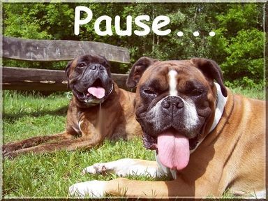 Boxer Pause !