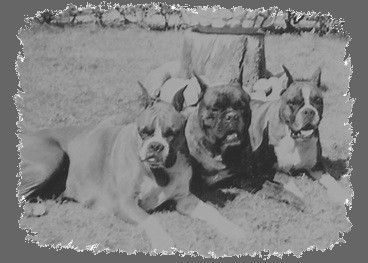 Boxer Boxerfamilie