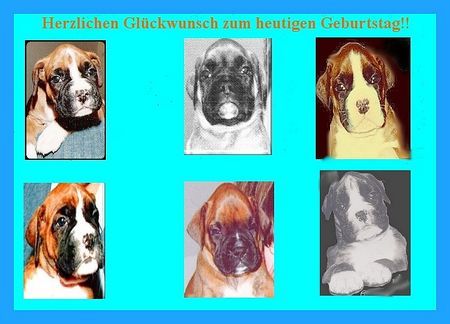 Boxer Boxergrußkarte