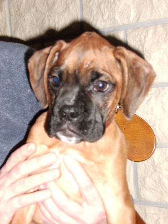 Boxer hugo, 9wochen