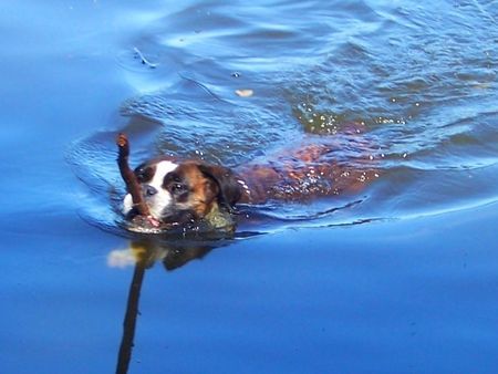 Boxer Hundebadevergnügen