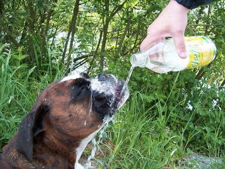 Boxer Na , dann Prost !