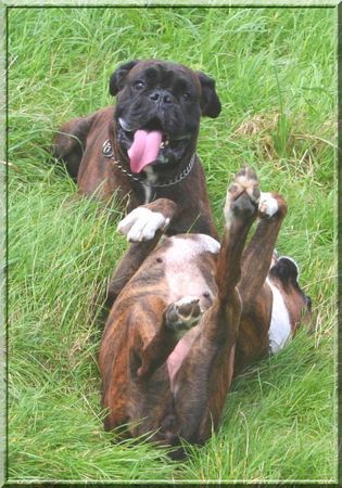 Boxer Boxer beim Spielen