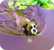 Boxer Doro beim Schwimmen