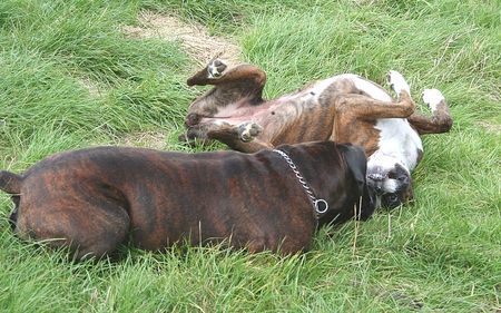 Boxer Doro und Balou