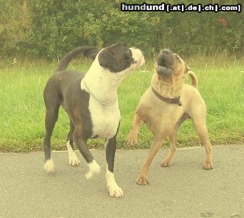 Boxer Boxer und Shar Pei im Spiel